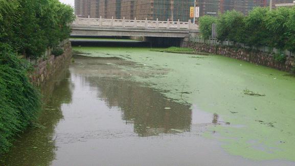 氨氮、磷超標(biāo)造成河流水體富營養(yǎng)